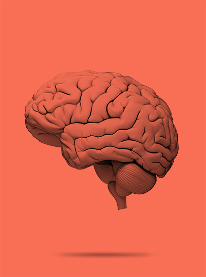 A profile shot of a brain in front of a red background.